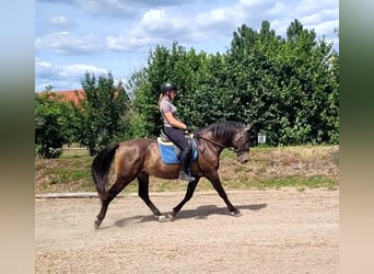 Andalou Croisé, Hongre, 4 Ans, 156 cm, Buckskin