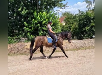 Andalou Croisé, Hongre, 4 Ans, 156 cm, Buckskin