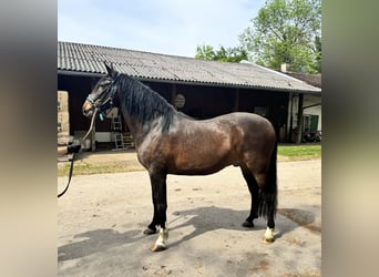 Andalou, Hongre, 4 Ans, 157 cm, Bai brun