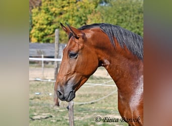 Andalou, Hongre, 4 Ans, 157 cm, Bai