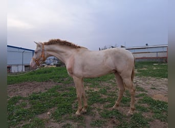 Andalou, Hongre, 4 Ans, 157 cm, Cremello