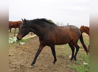 Andalou, Hongre, 4 Ans, 158 cm, Bai