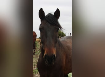 Andalou, Hongre, 4 Ans, 158 cm, Bai