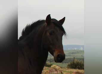Andalou, Hongre, 4 Ans, 158 cm, Bai