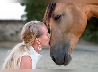 Andalou, Hongre, 4 Ans, 158 cm, Buckskin
