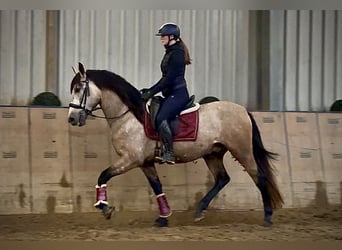 Andalou, Hongre, 4 Ans, 158 cm, Gris (bai-dun)