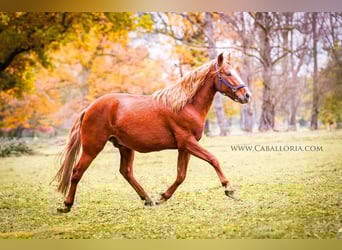 Andalou Croisé, Hongre, 4 Ans, 160 cm, Alezan