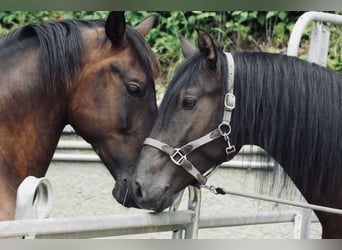 Andalou, Hongre, 4 Ans, 160 cm, Buckskin