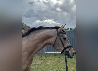 Andalou, Hongre, 4 Ans, 160 cm, Gris