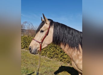 Andalou, Hongre, 4 Ans, 160 cm, Isabelle