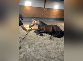 Andalou, Hongre, 4 Ans, 160 cm, Noir