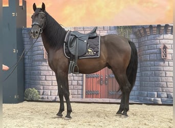 Andalou, Hongre, 4 Ans, 160 cm, Noir