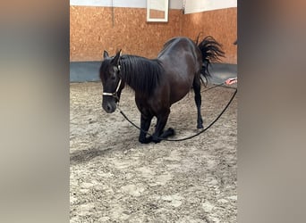 Andalou, Hongre, 4 Ans, 160 cm, Noir