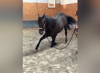 Andalou, Hongre, 4 Ans, 160 cm, Noir