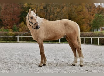 Andalou, Hongre, 4 Ans, 160 cm, Palomino