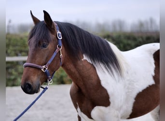 Andalou, Hongre, 4 Ans, 160 cm, Pinto