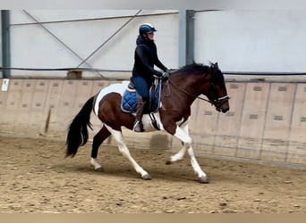 Andalou, Hongre, 4 Ans, 160 cm, Pinto