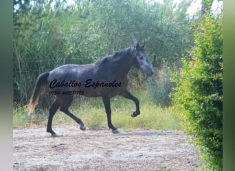 Andalou, Hongre, 4 Ans, 161 cm, Gris noir