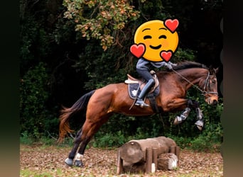 Andalou, Hongre, 4 Ans, 162 cm, Bai brun