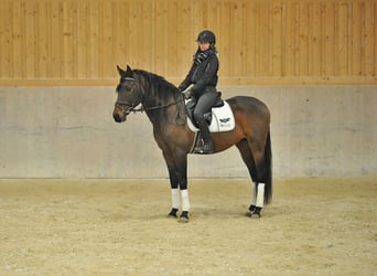 Andalou, Hongre, 4 Ans, 162 cm, Bai