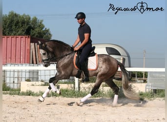 Andalou, Hongre, 4 Ans, 162 cm, Gris pommelé