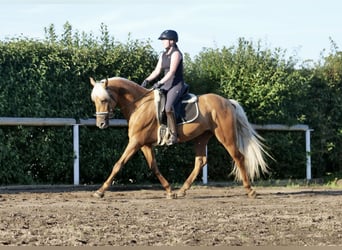 Andalou, Hongre, 4 Ans, 162 cm, Palomino