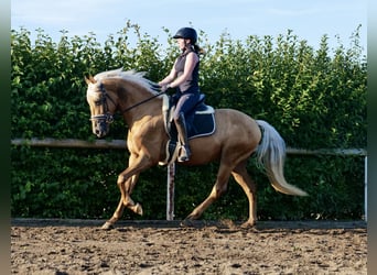 Andalou, Hongre, 4 Ans, 162 cm, Palomino