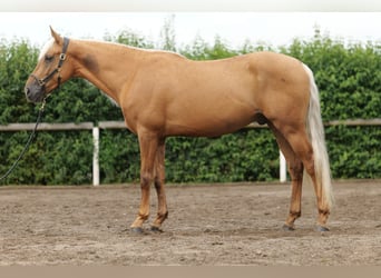 Andalou, Hongre, 4 Ans, 162 cm, Palomino