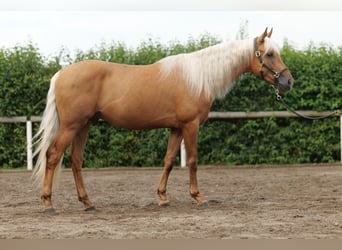 Andalou, Hongre, 4 Ans, 162 cm, Palomino