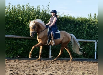 Andalou, Hongre, 4 Ans, 162 cm, Palomino