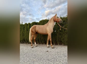 Andalou, Hongre, 4 Ans, 162 cm, Palomino