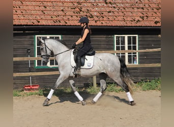 Andalou, Hongre, 4 Ans, 162 cm, Rouan bleu