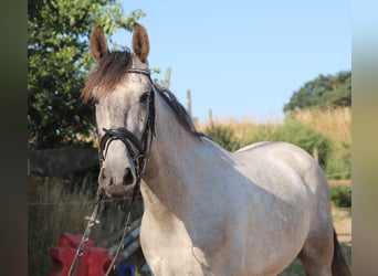 Andalou, Hongre, 4 Ans, 162 cm, Rouan bleu