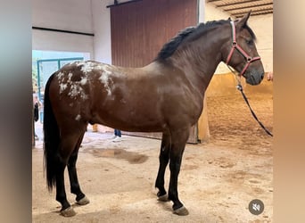 Andalou, Hongre, 4 Ans, 163 cm, Bai