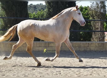 Andalou, Hongre, 4 Ans, 164 cm, Perle