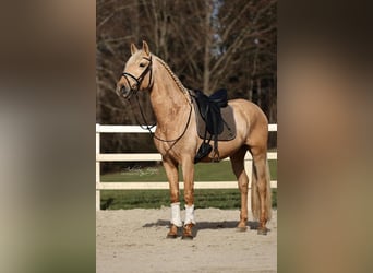 Andalou, Hongre, 4 Ans, 165 cm, Palomino