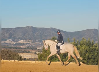 Andalou, Hongre, 4 Ans, 170 cm, Perlino