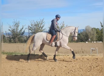 Andalou, Hongre, 4 Ans, 170 cm, Perlino