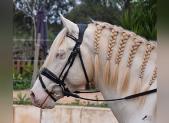 Andalou, Hongre, 5 Ans, 149 cm, Cremello