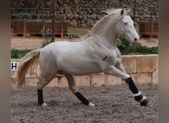 Andalou, Hongre, 5 Ans, 149 cm, Cremello