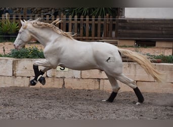 Andalou, Hongre, 5 Ans, 149 cm, Cremello