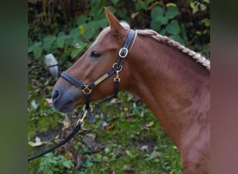 Andalou Croisé, Hongre, 5 Ans, 150 cm, Alezan