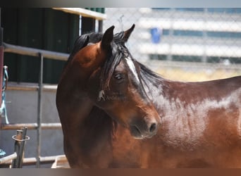 Andalou, Hongre, 5 Ans, 151 cm, Bai brun