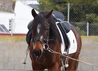 Andalou, Hongre, 5 Ans, 151 cm, Bai brun