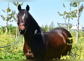 Andalou, Hongre, 5 Ans, 151 cm, Bai brun