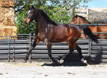 Andalou, Hongre, 5 Ans, 151 cm, Bai brun