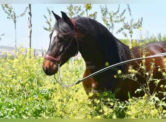 Andalou, Hongre, 5 Ans, 151 cm, Bai brun