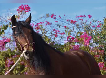 Andalou, Hongre, 5 Ans, 152 cm, Bai