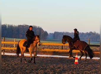 Andalou, Hongre, 5 Ans, 152 cm, Isabelle