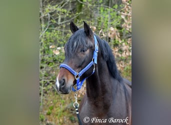 Andalou, Hongre, 5 Ans, 153 cm, Bai